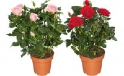 Topfrosen 1.99&nbsp;&euro;