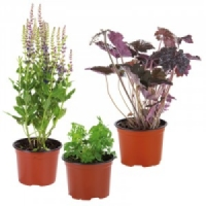 Stauden 1.49 €