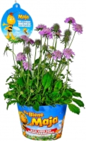 Bienenfreundliche Stauden 2.49 €