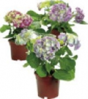 Hortensien 7.99 €