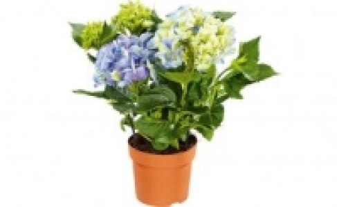 Hortensien 4.99 €
