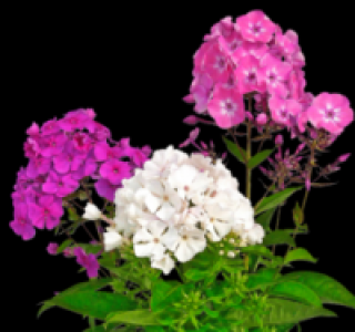 Flammenblume 4.99 €