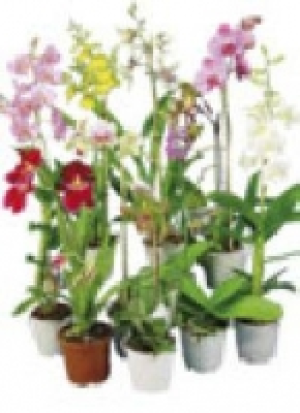 Phalaenopsis- 7.77&nbsp;&euro;