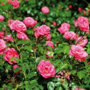 Rosen-Schale 4.99 €