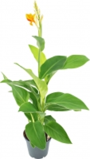 Exotische Blühpflanzen 7.99 €