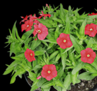Flammenblume 1.49 €