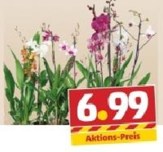 Orchideen 6.99&nbsp;&euro;