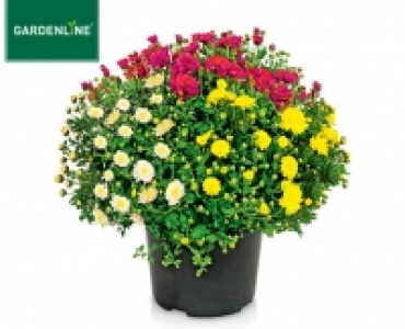 GARDENLINE®Chrysanthemen-Busch 3.99 €