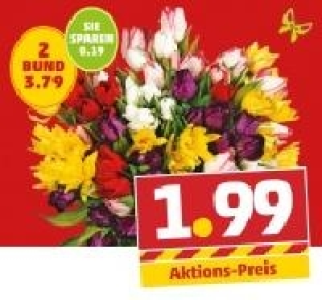 Tulpen 1.99 €