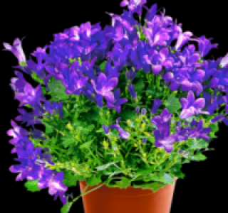Glockenblume 2.49 €