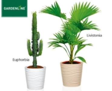 GARDENLINE&reg;Pflanzenrarit&auml;t 12.99&nbsp;&euro;
