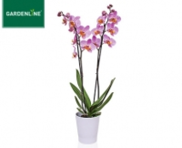 GARDENLINE&reg;Orchidee im Keramiktopf 6.99&nbsp;&euro;