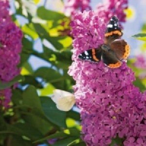 Schmetterlingsflieder 3.99 €