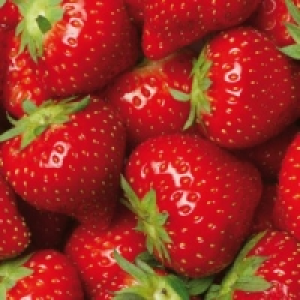 Erdbeerpflanzen 0.59 €