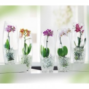 Mini-Phalaenopsis 6.99&nbsp;&euro;