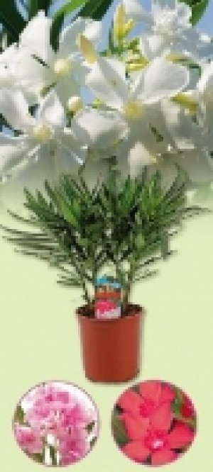Oleanderbusch 5.99 €