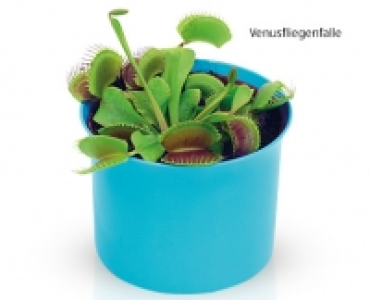 GARDENLINE®Fleischfressende Pflanze 3.49 €