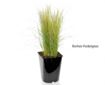 GARDENLINE&reg;Winterhartes Ziergras 4.99&nbsp;&euro;