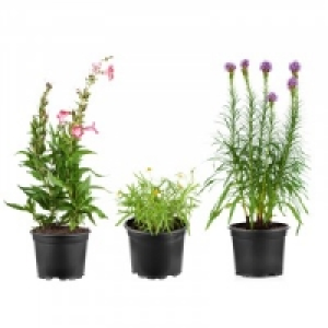 Stauden 2.99 €