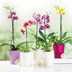 Orchideen-Mix 5.99&nbsp;&euro;