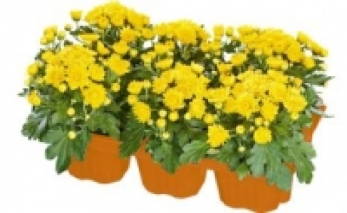 Herbst-Mix 2.49&nbsp;&euro;