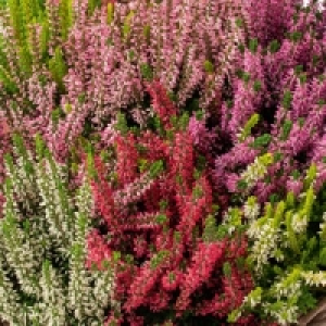 Calluna Quattros 4.99 €