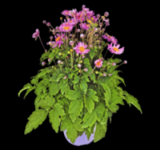 Anemone 5.99 €