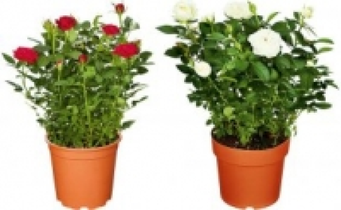 Topfrosen 1.49&nbsp;&euro;