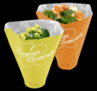 Verschiedene Bl&uuml;hpflanzen 1.99&nbsp;&euro;