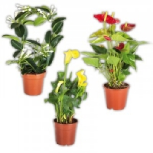 Hochwertige Blühpflanzen 4.99 €
