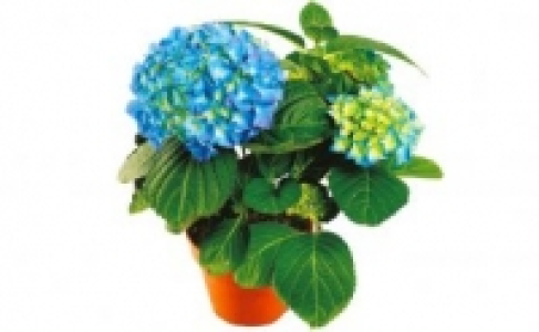 Hortensien 2.99 €