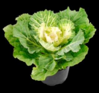 Zierkohl 1.29 €