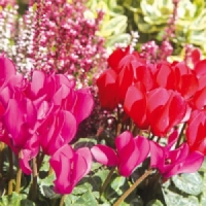 Freiland Alpenveilchen 4.99 €