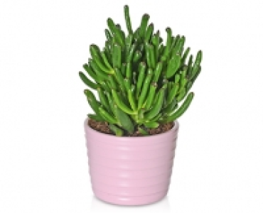 GARDENLINE®Sukkulente im Keramiktopf 2.99 €