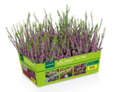 GARDENLINE&reg;Erica Calluna, 6er-Tray 3.49&nbsp;&euro;