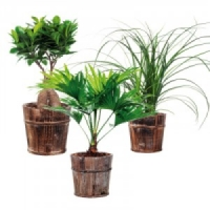 Tropischer Pflanzen Mix 5.99 €