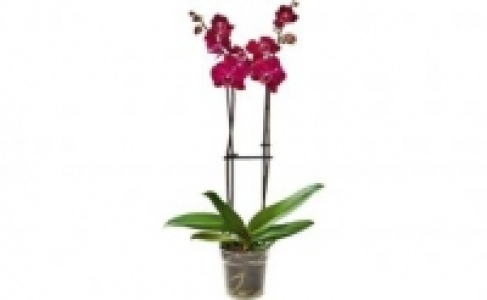 Schmetterlings-Orchidee 6.99 €