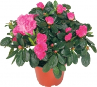 Azaleen 1.99&nbsp;&euro;