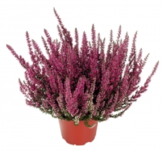 Sommerheide 0.89&nbsp;&euro;