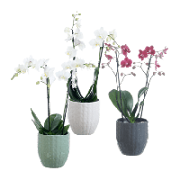 Aldi Nord Garden Feelings Orchidee (Phalaenopsis multiflora)