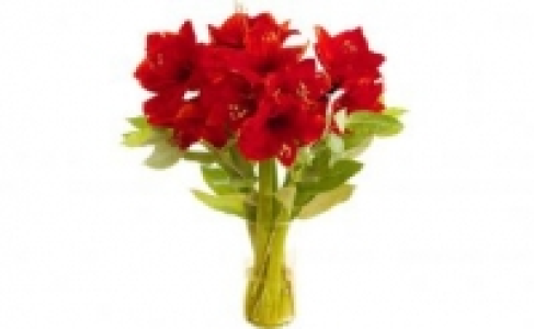 Amaryllis Strauß 1.99 €