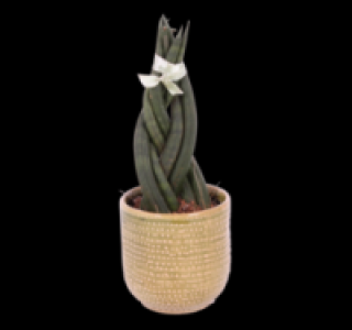 Sanseveria 2.99&nbsp;&euro;