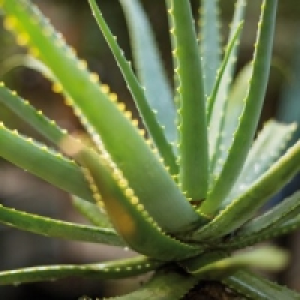 Aloe Vera 2.99 €