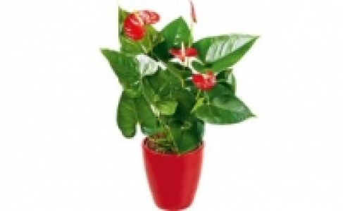 Anthurie 4.99 €