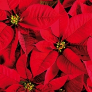 Weihnachtsstern Busch 5.99 €