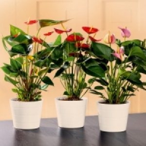Flamingoblume 4.99&nbsp;&euro;