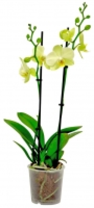 Schmetterlingsorchidee 2 Trieber 5.99&nbsp;&euro;