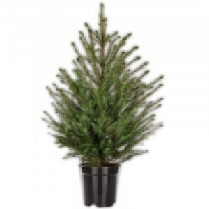 Weihnachtsbaum 7.99 €