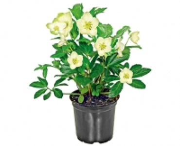 GARDENLINE®Christrose 3.49 €