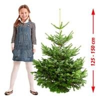 Real  Echter Weihnachtsbaum 125 - 150 cm, Premium Nordmanntanne, A-Qualität